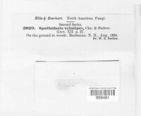 Spathulariopsis velutipes image